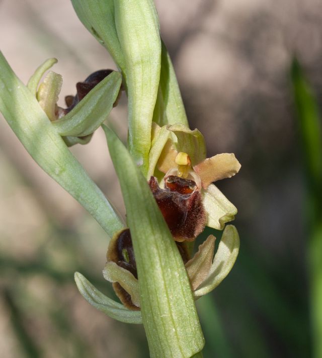 Ophrys della sezione Araniferae